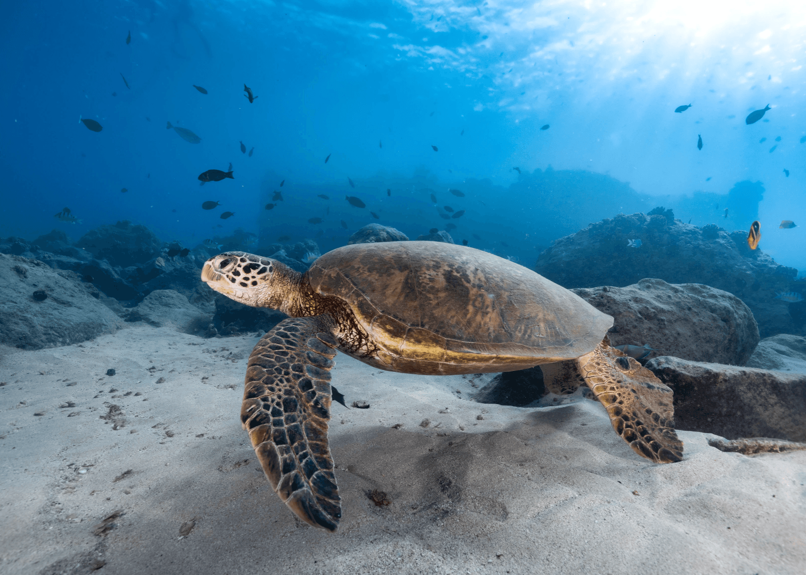 Private Guided Turtle Scuba Dive at Electric Beach, Hawaii