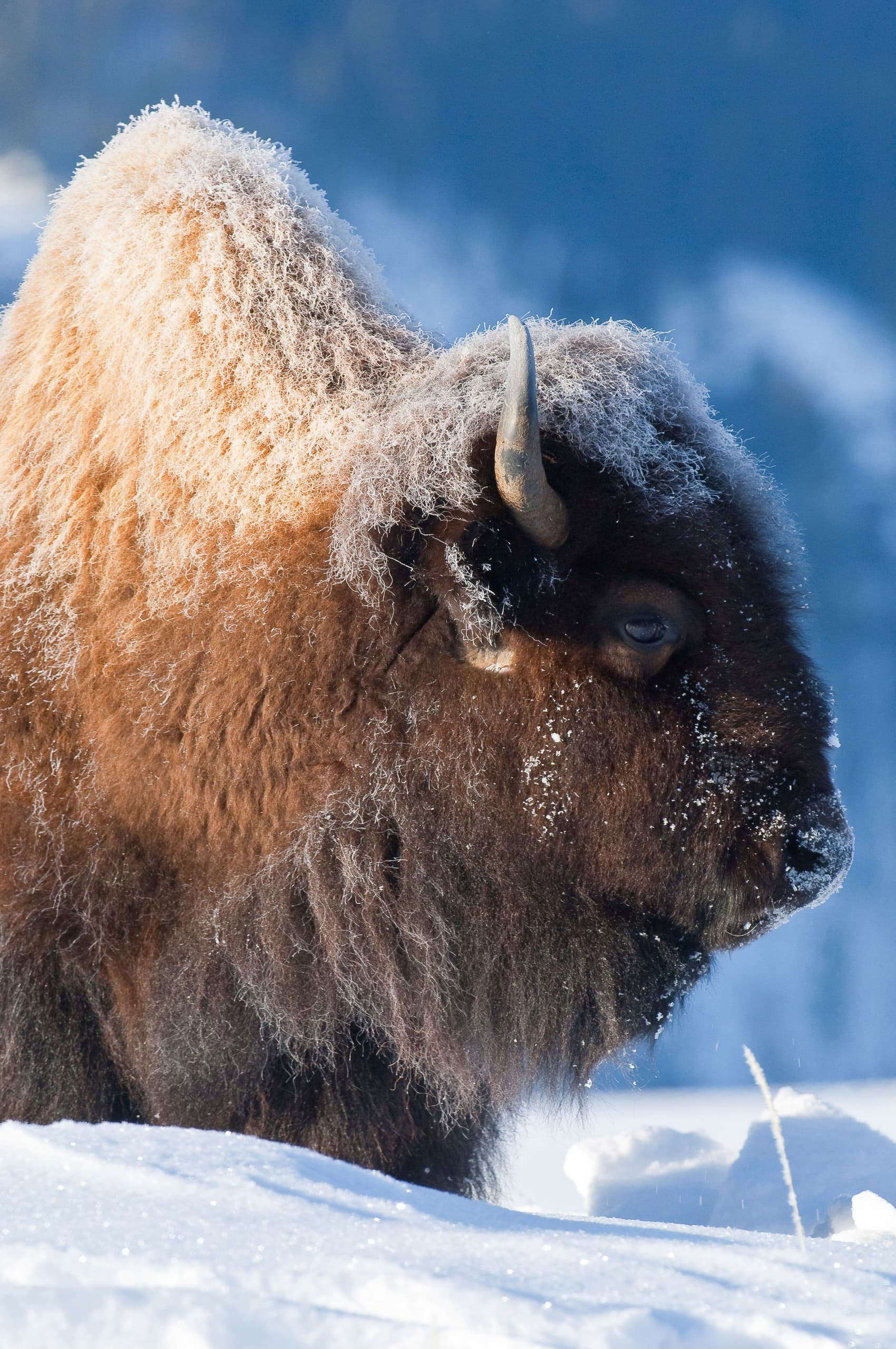 Sunrise & Sunset Safaris (Winter) - Jackson Hole - Private | Private in Torrey, Utah