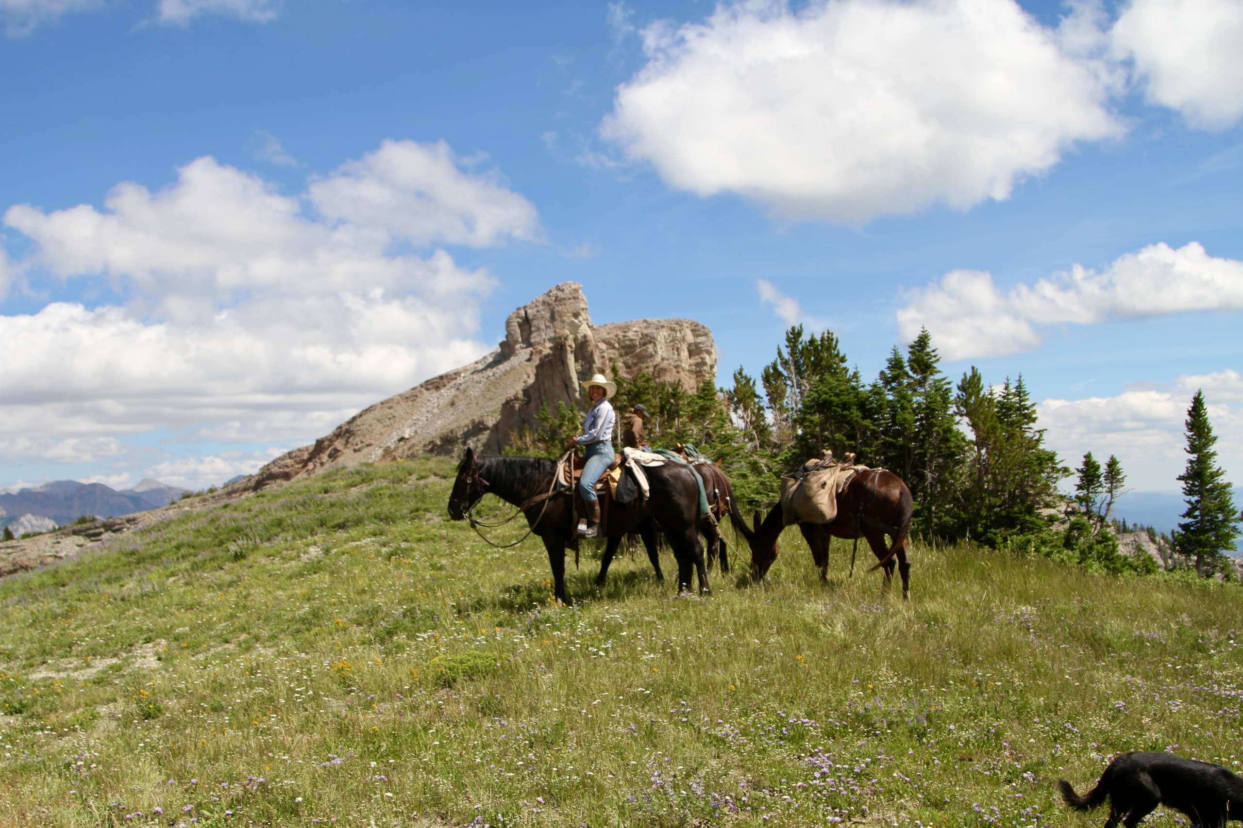 Willow Creek Horseback Rides fleet