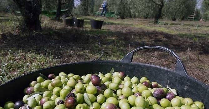 Farm & Food: Olive Oil Farm Tour in Andalusia