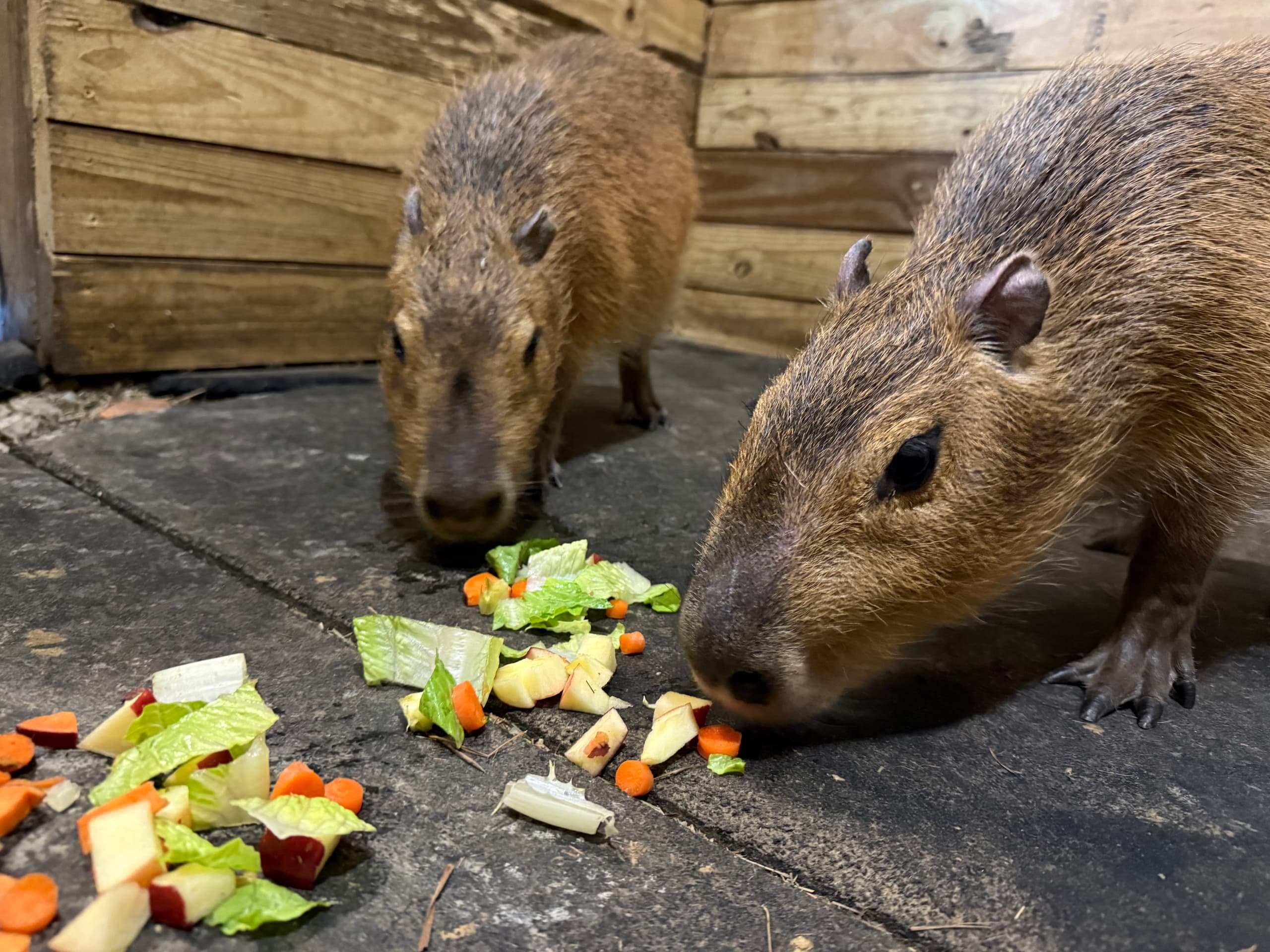 Kangaroos & Capybaras: Afternoon Animal Encounters at Big Dreams Ranch, Ira Township MI photo 2