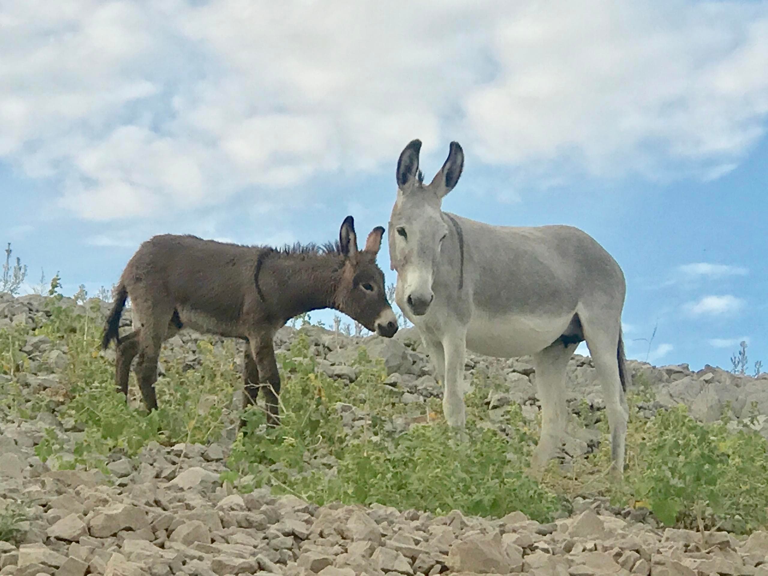 Guided Kayaking in Peoria: Desert Breeze’s Burro Creek Tour