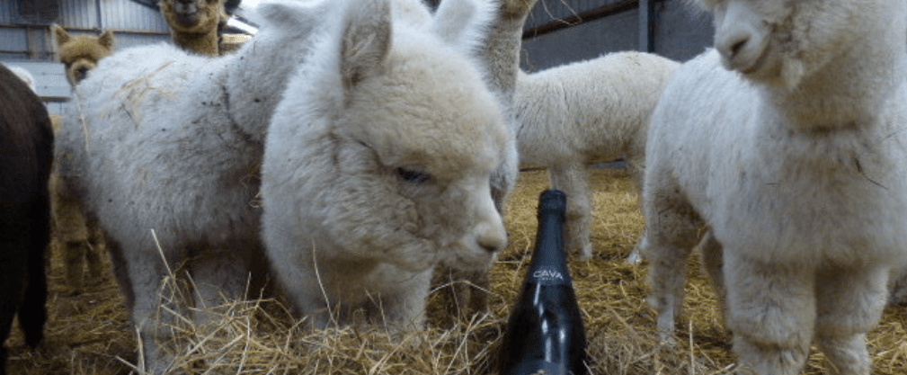 Wildlife & Land Adventures at De Alpacaboerderij