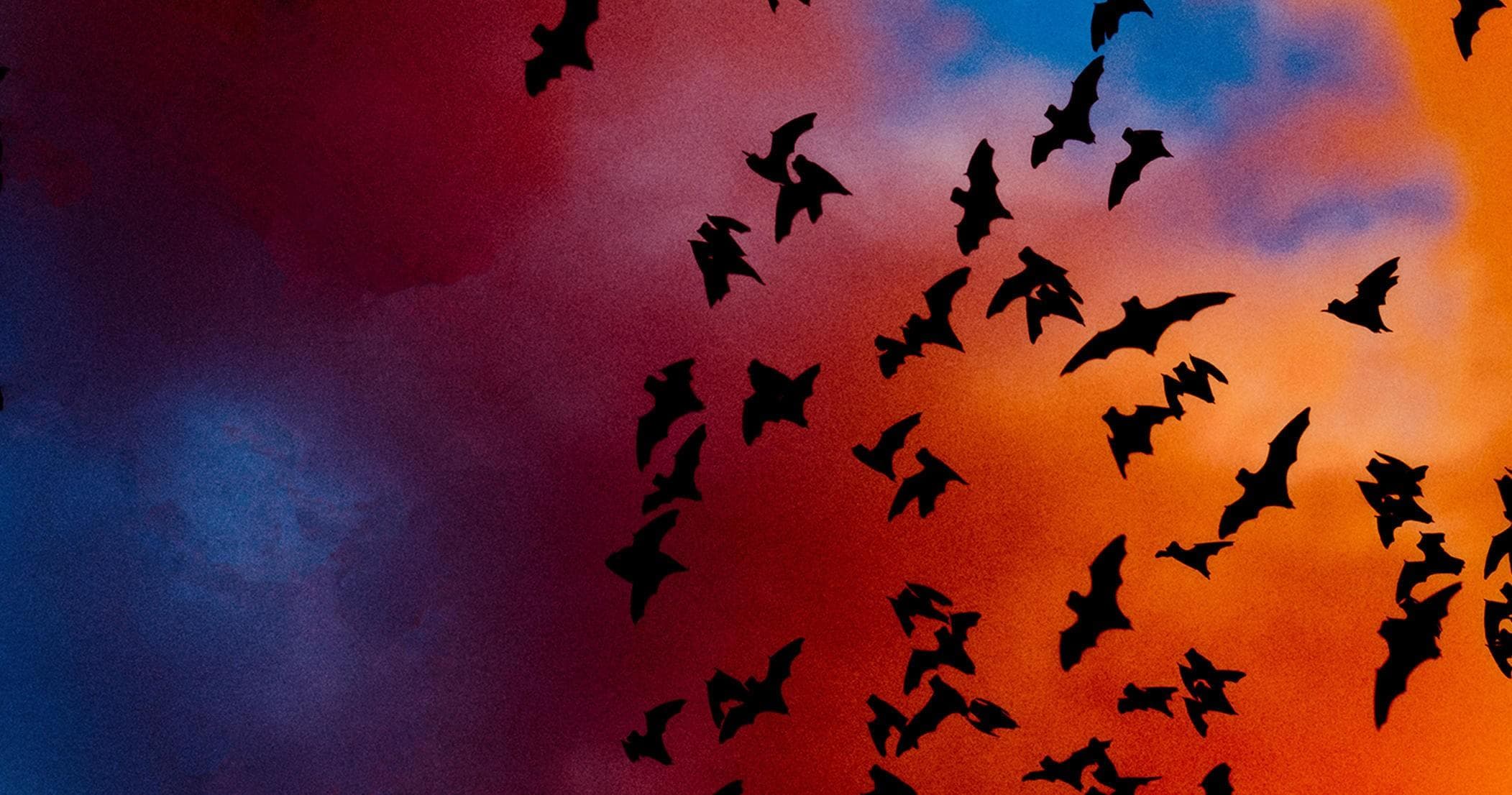 Bat Hikes at Armand Bayou Nature Center, Pasadena TX