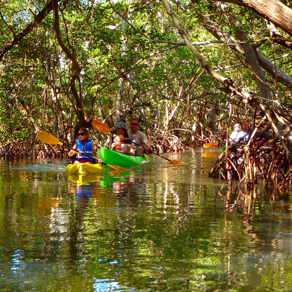 Kayak & Paddleboard Tours at Lido Key by Happy Paddler