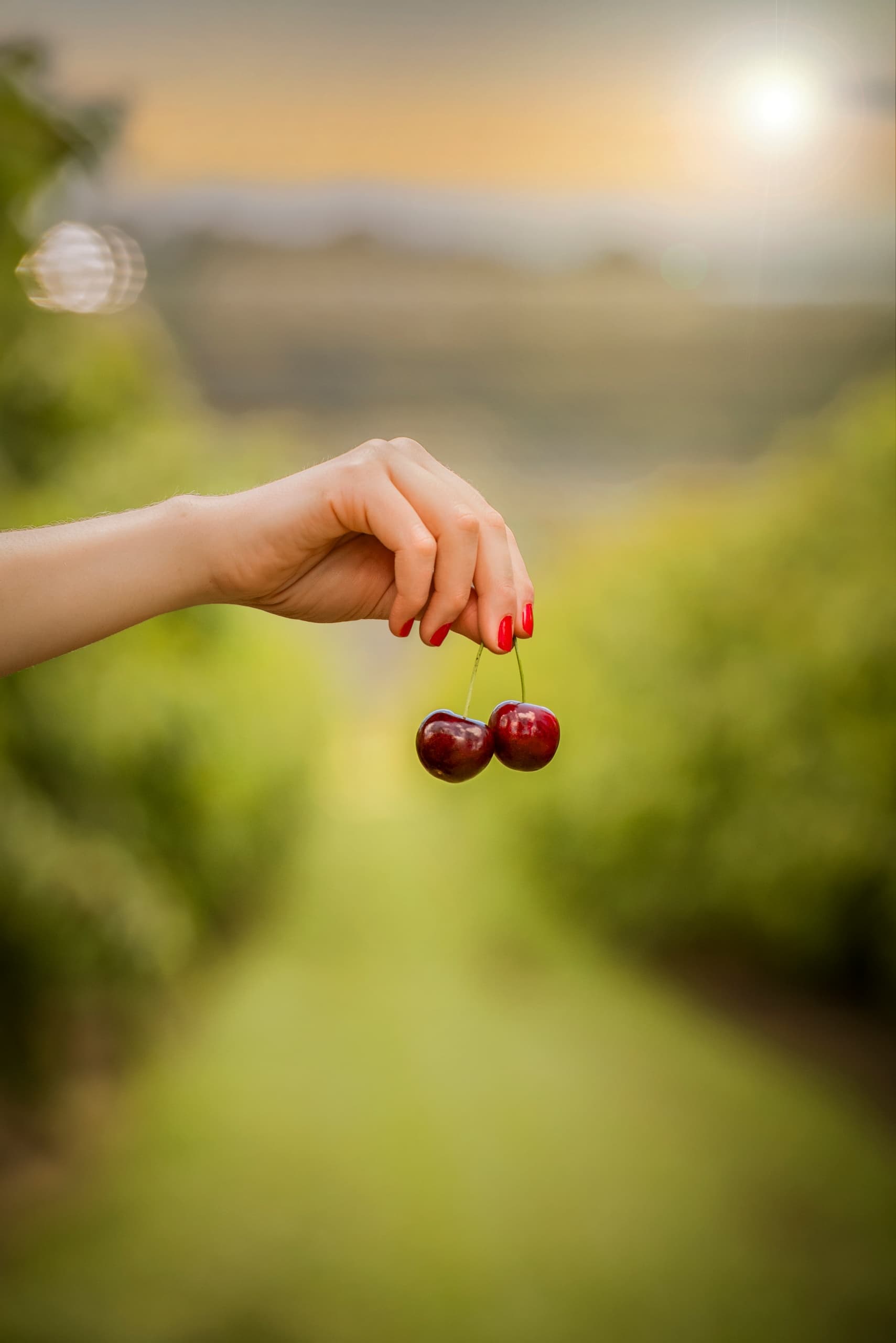Twilight Cherry Picking in Coldstream: Sunset Harvest at CherryHill Orchard photo 3