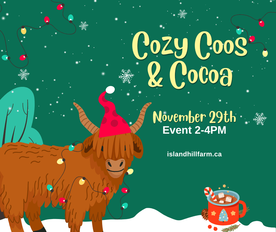 Cozy Coos & Cocoa: Meet Highland Cows at Island Hill Farm on PEI photo 1
