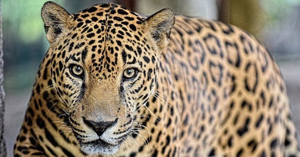 Leopard close-up portrait in rainforest, wildlife safari encounter