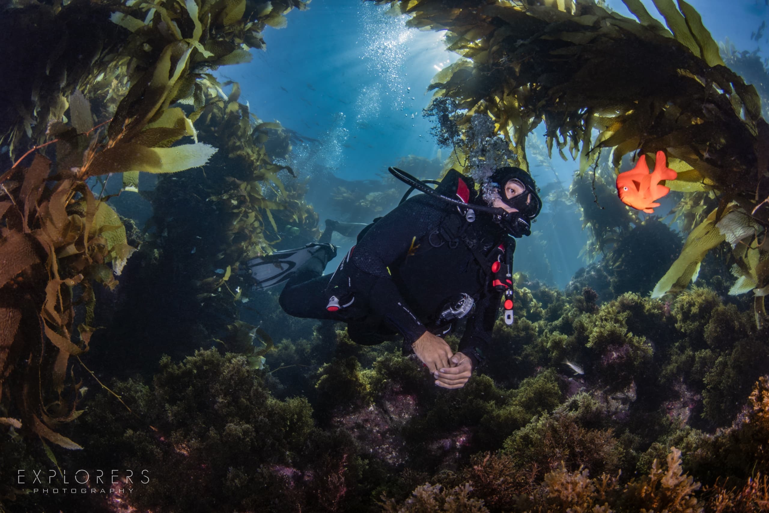 Bleu World Expedition: Catalina Island Adventure from Long Beach