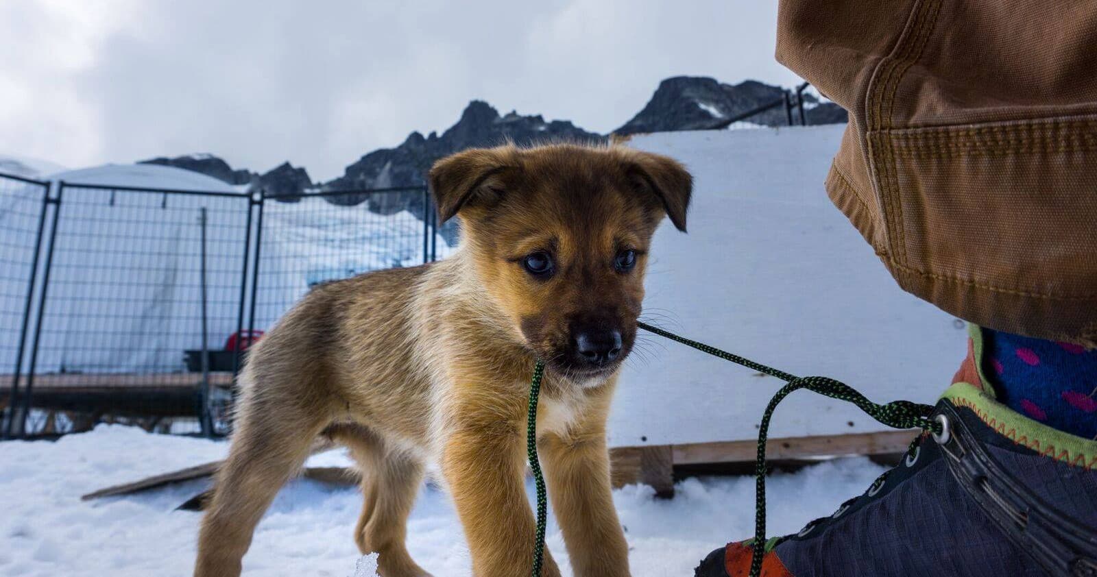 Glacier Sled Dog Experience with TEMSCO Helicopters in Skagway