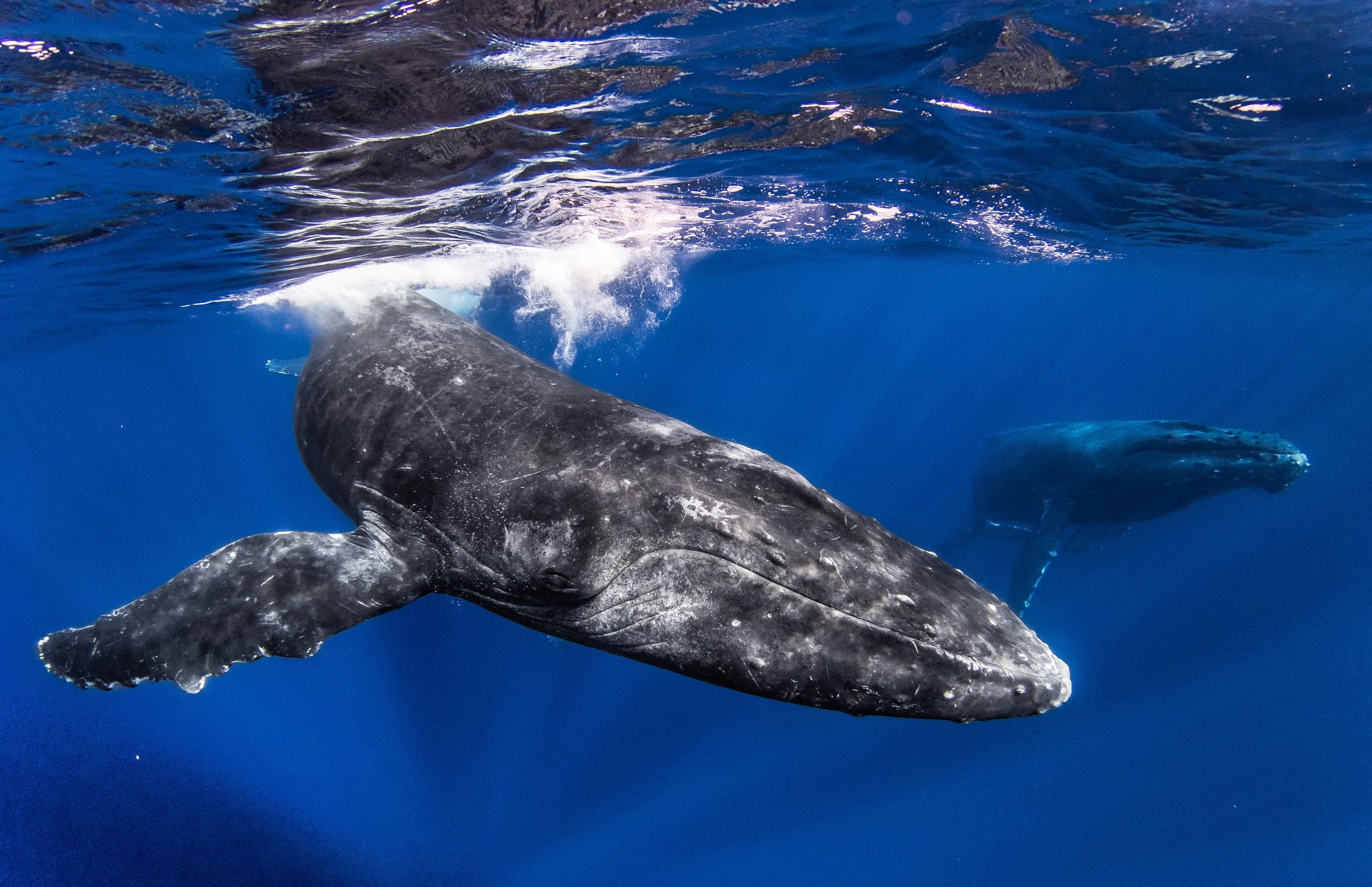 Luxury Catamaran Whale Watch from Maalaea Harbor — Maui Humpback Cruises