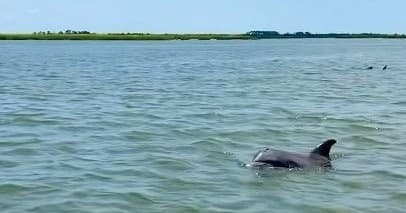 Barrier Island Adventures and Sailing fleet