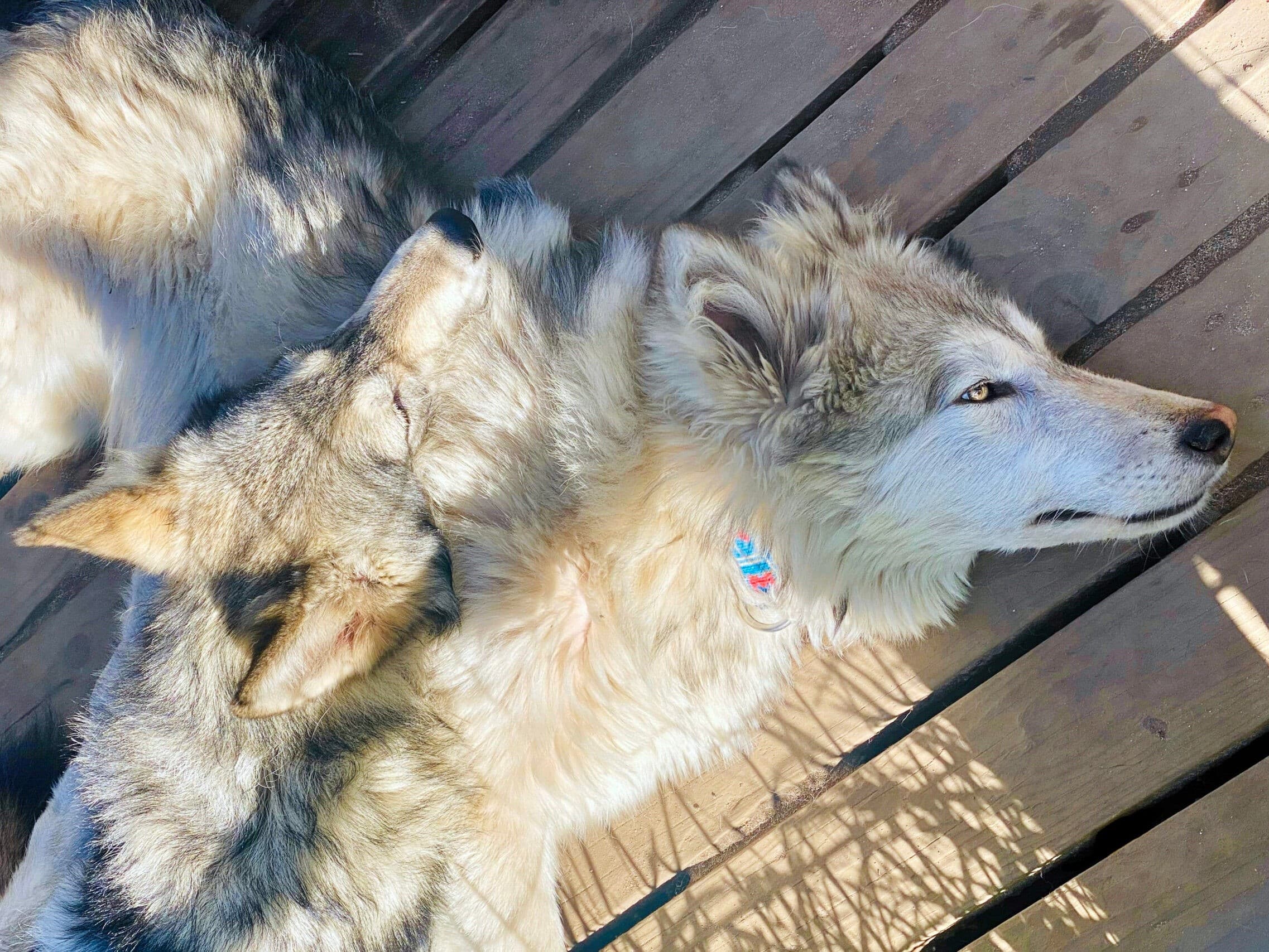 Face-to-Face with Arctic Wolfdogs: Private Wolfland Sanctuary Tour in Lapland photo 1