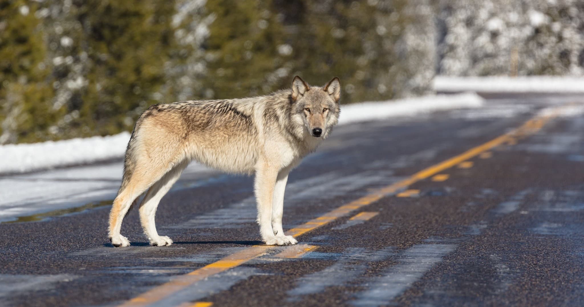 Gray wolf crossing snowy road, roadside wildlife viewing in Yellowstone
