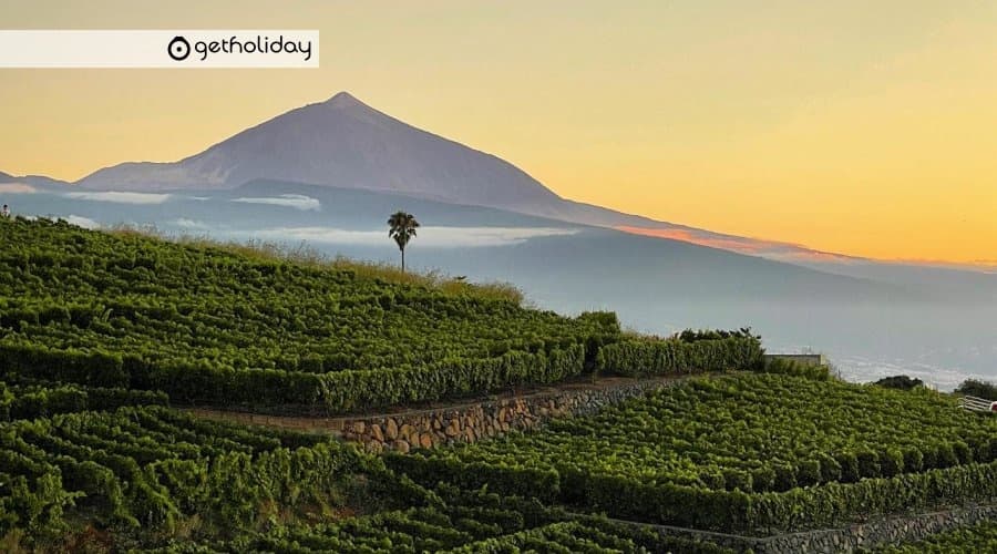 Vineyard terrace overlooking distant volcanic mountain at dusk