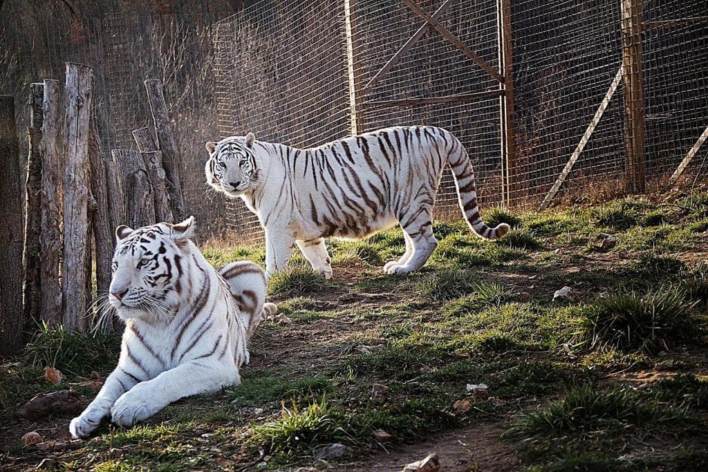 Pair of white tigers roaming grassy outdoor sanctuary