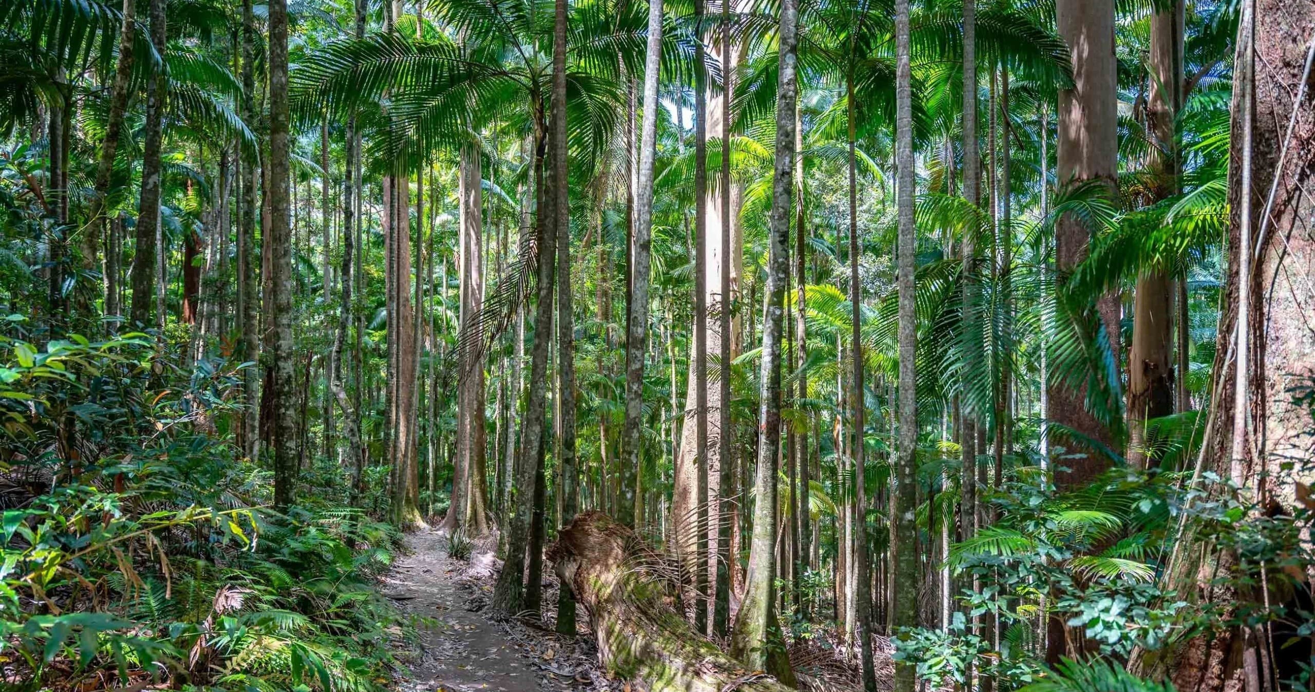 Gidjuum Gulganyi Walk Pack-Free Trek by Connect Adventures