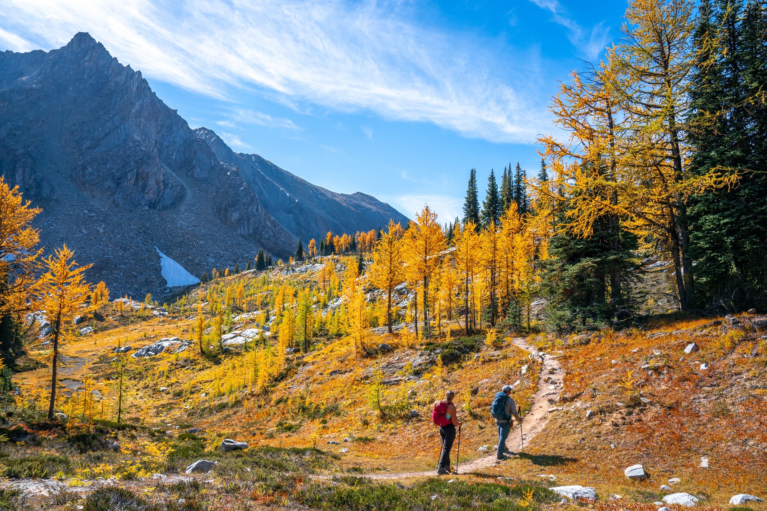 Hikers walking through golden larch forest in alpine valley