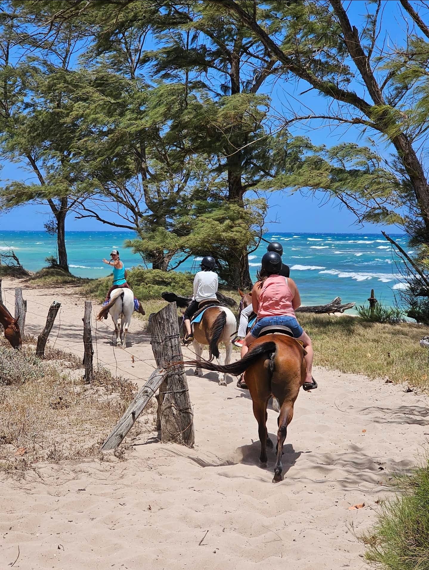 Oceanfront Horseback Ride with Hawaii Polo Trail Rides