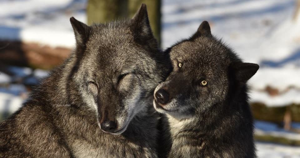 Educational Wolf Tour in Knowlton Township, NJ