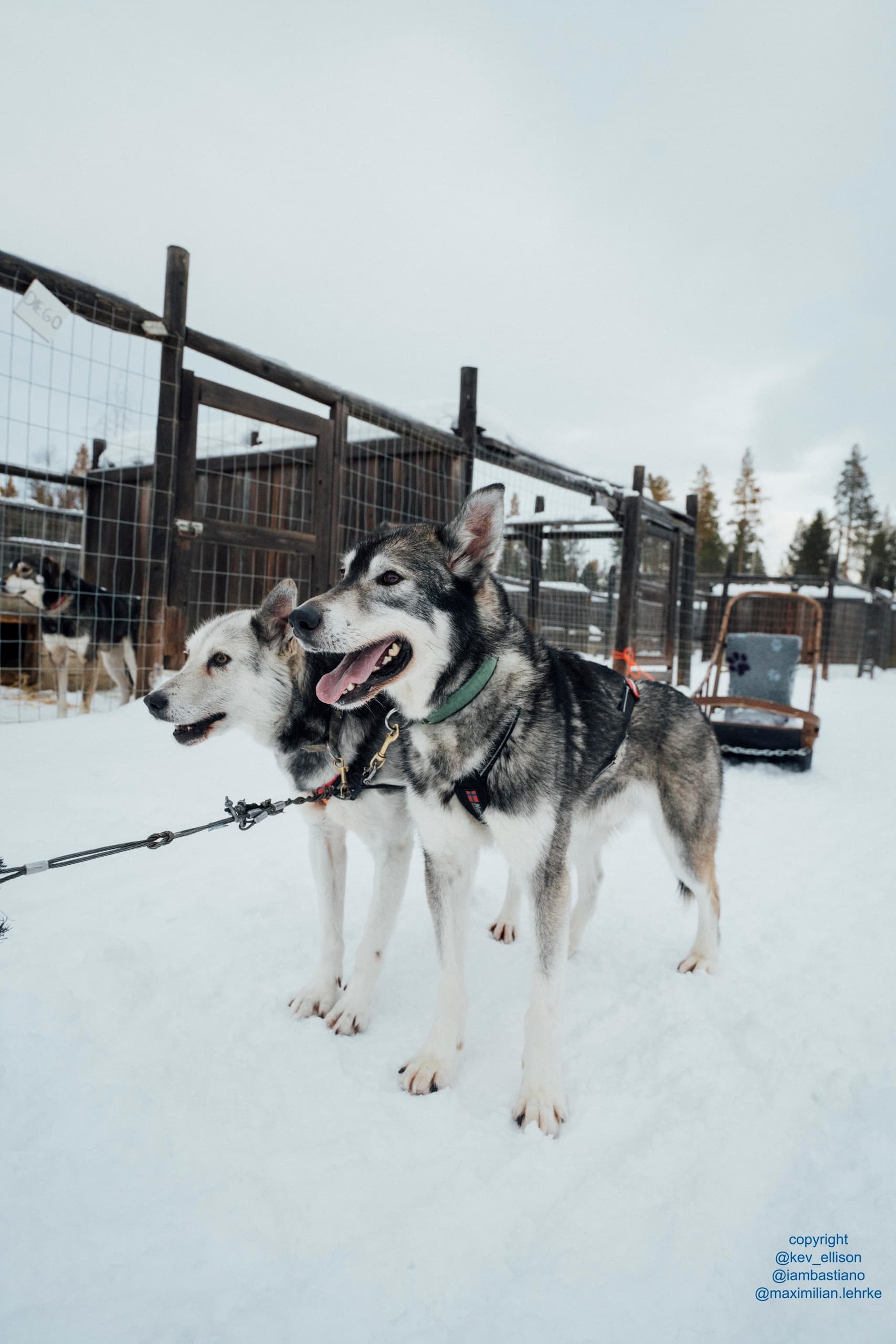 Winter Wildlife & Huskies in Lapland with Frosty Paws Alley