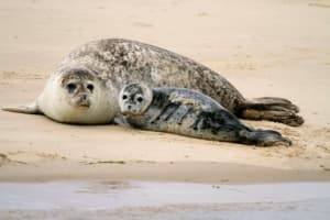 Harbor seal mother and pup resting on sandy beach, coastal wildlife viewing