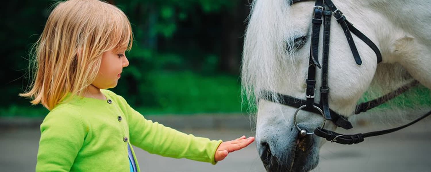30 Minute Pony Ride Adventure in Virginia, USA