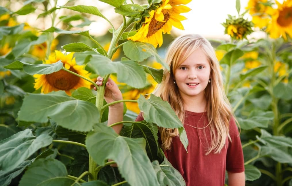 Sunflower Farm Adventure at Johnson's Corner Farm