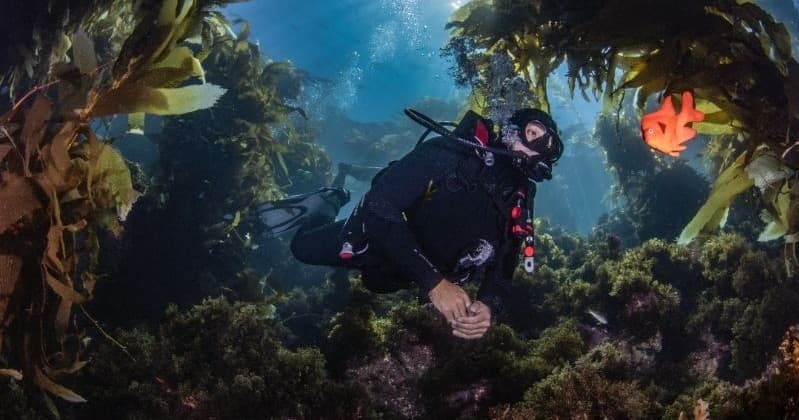 Slip into Catalina’s Kelp Forests: Full Snorkel Gear Rentals at Catalina Divers Supply photo 1