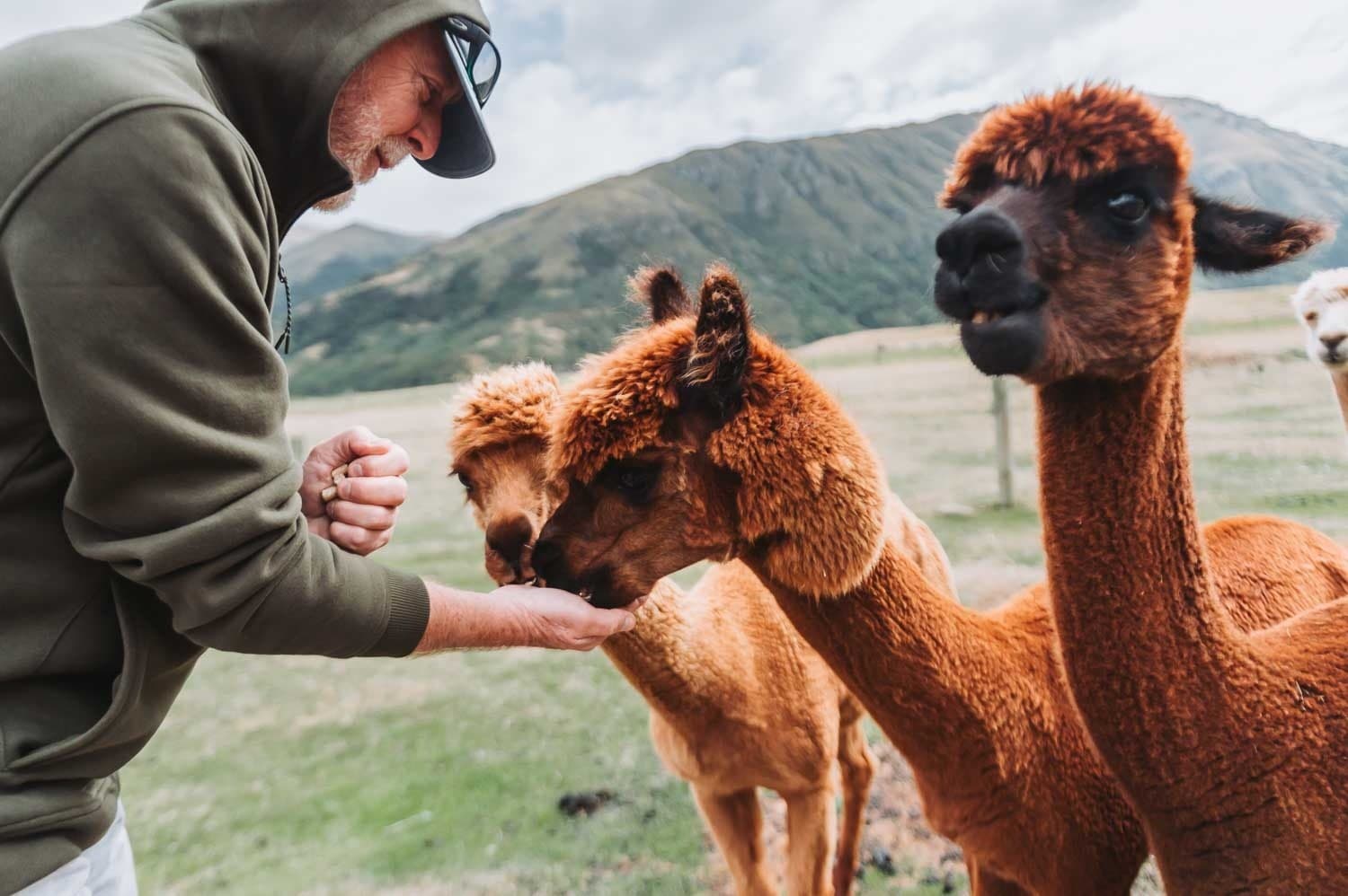 Hands-On Paddock Time: Feed the Animals Experience South of Queenstown