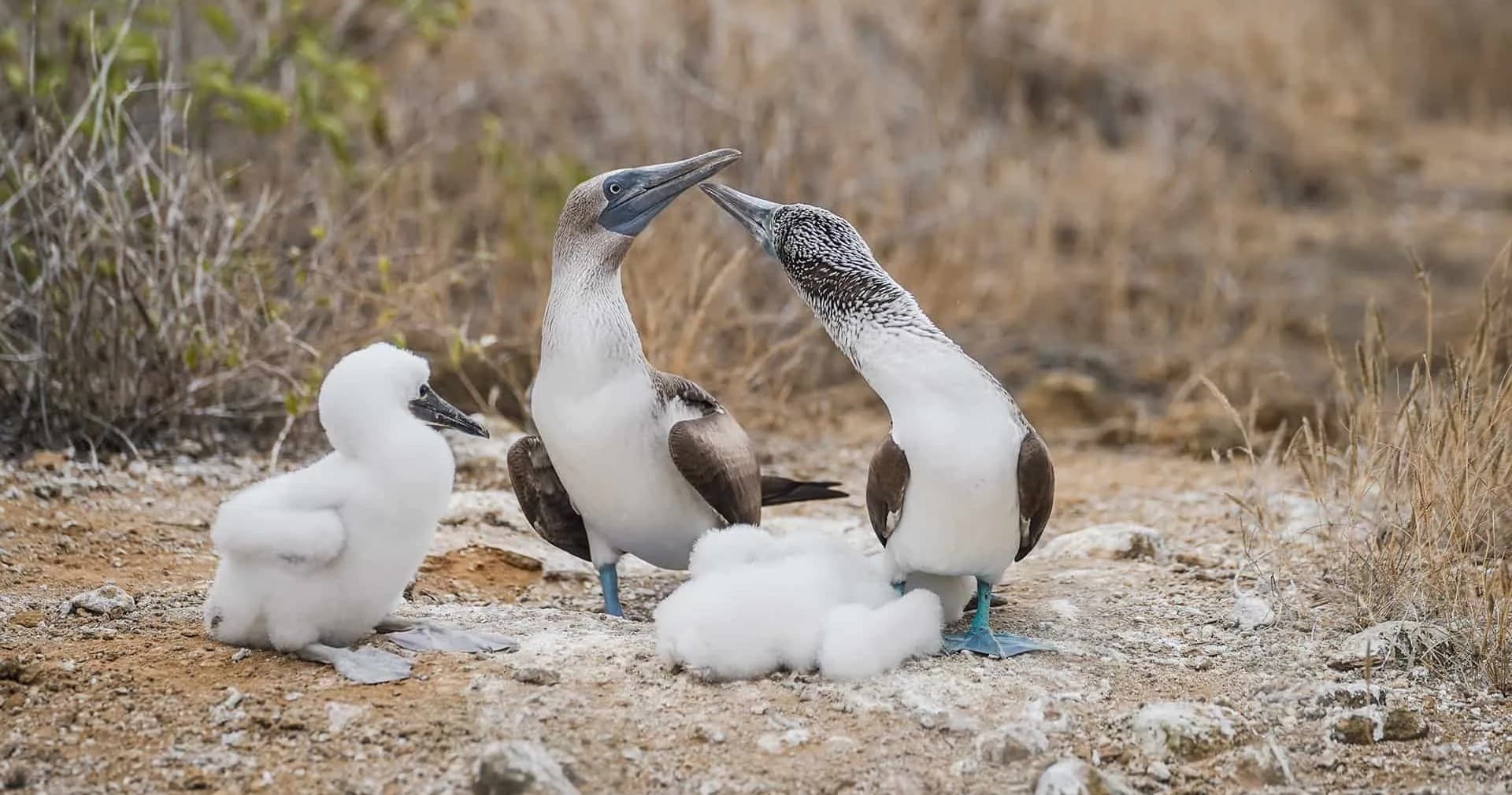 Six-Day Galapagos Island Hopping: Tortoises, Volcanoes & Snorkeling photo 1