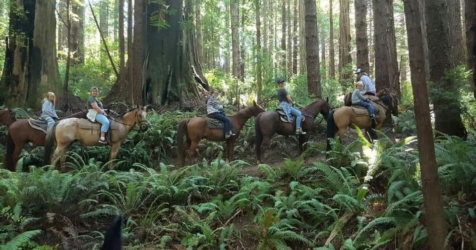 Guided horseback ride under tall redwood forest canopy on trail