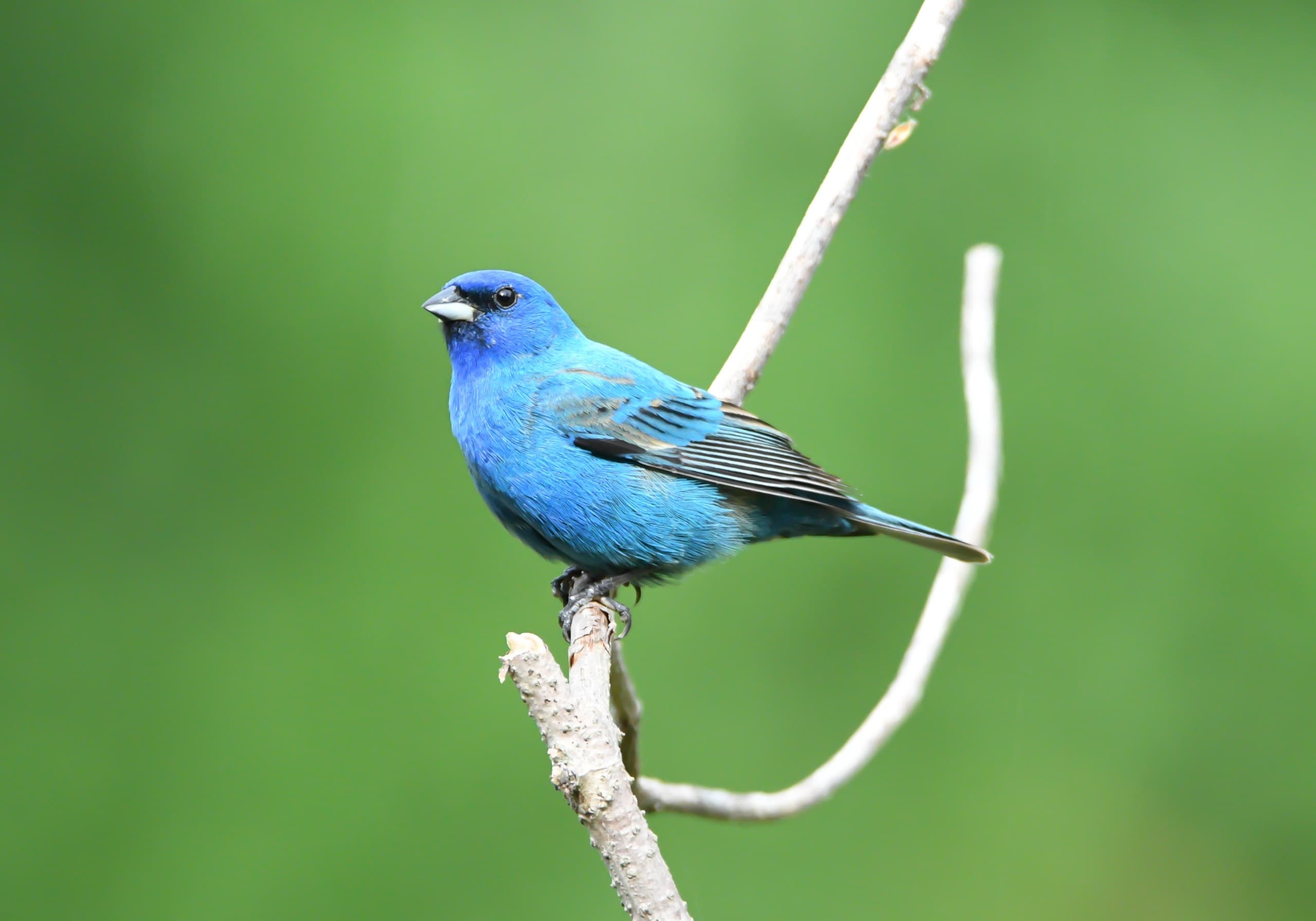 Columbia SC Bird Walk: 30+ Lexington County Hotspots with Captain Zach photo 2