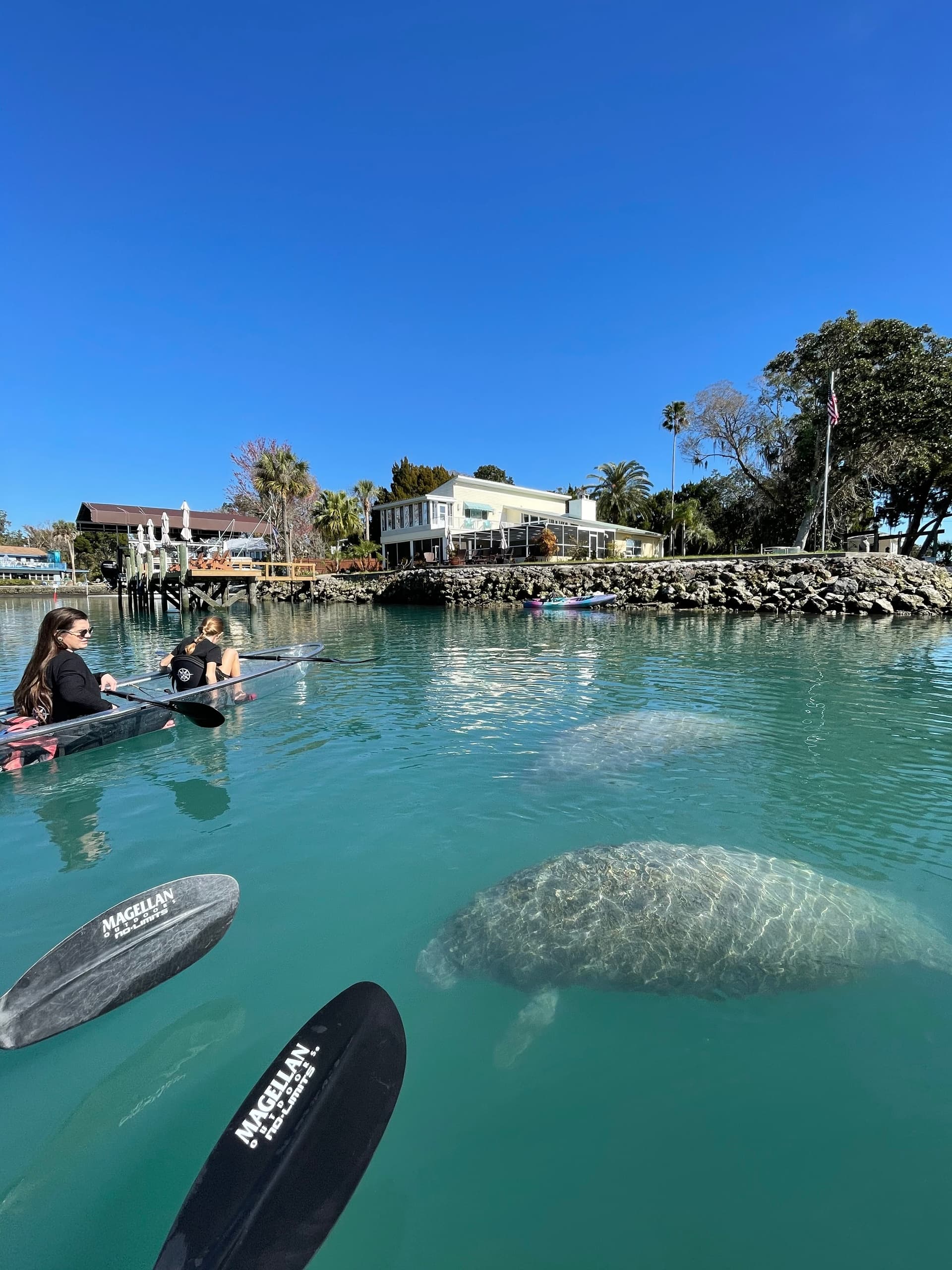 Kayakers near manatee in clear spring inlet, waterfront scenery