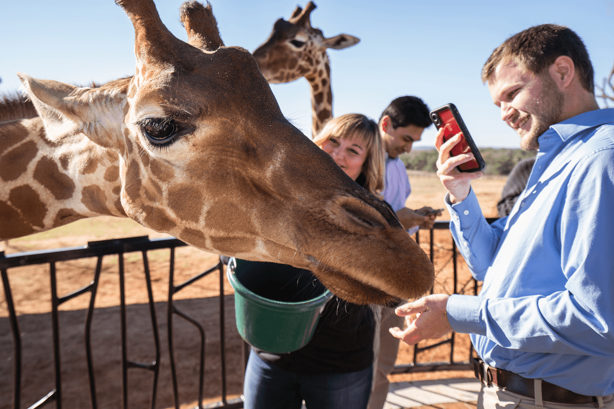 Close-up giraffe feeding interaction with visitors at outdoor preserve