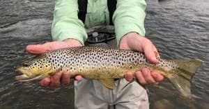 Angler holding brown trout over river, catch release moment