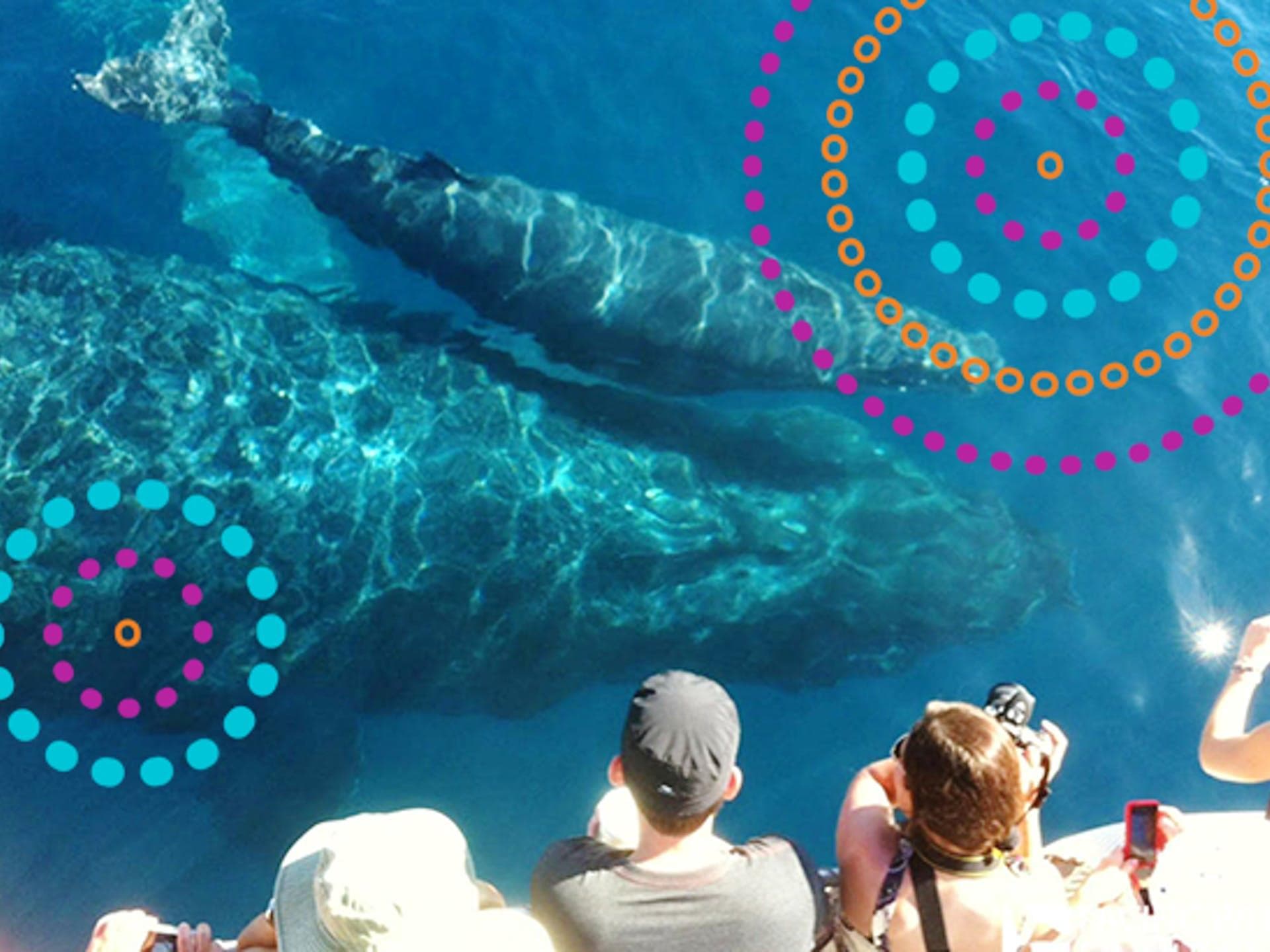 Hervey Bay Whale Watching: Guaranteed Whale Sightings on an Eco-Friendly Marine Adventure