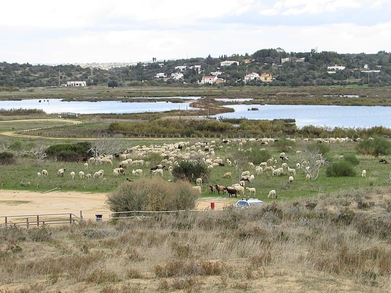 Wetland nature reserve with grazing sheep and coastal lagoons