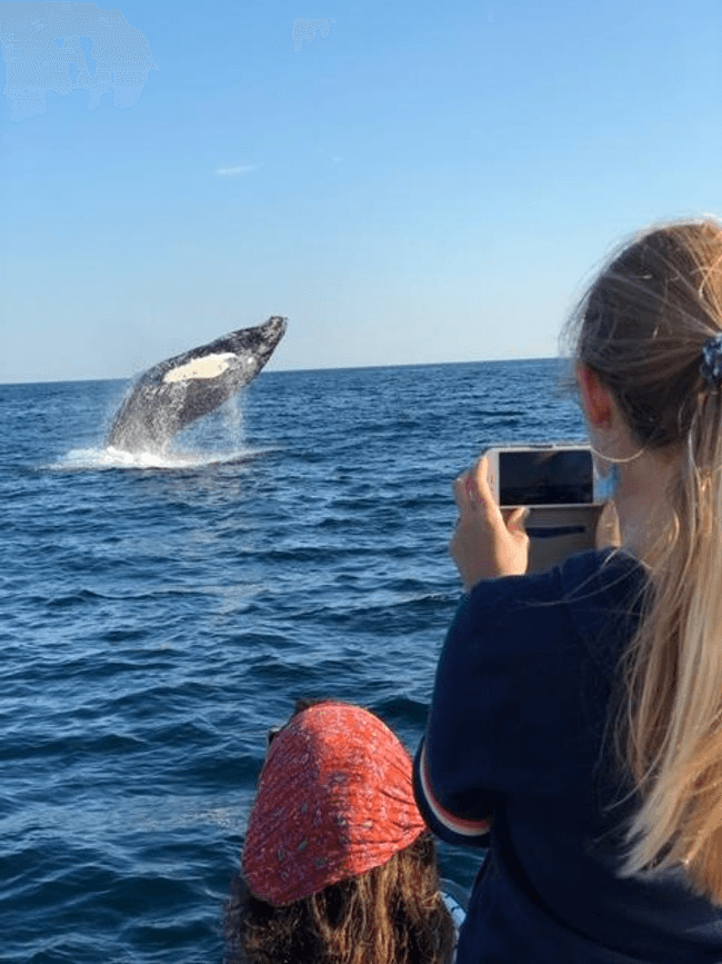 Adventure Whale Watch in Portland, Maine: Up-Close Ocean Magic
