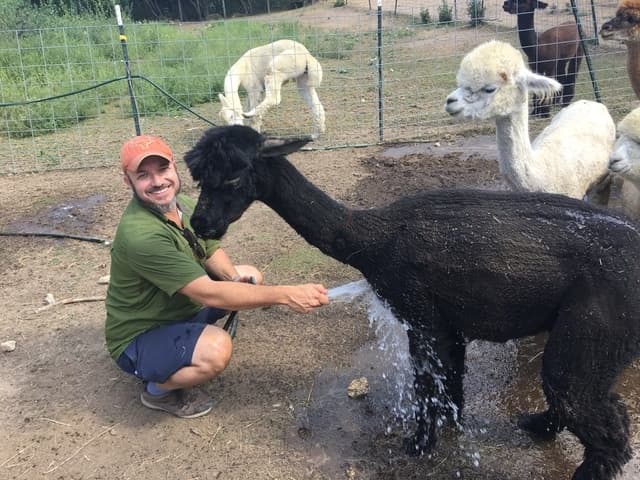 Meet Friendly Alpacas on Ball Hill Road: Silver Level Farm Tour in Princeton, MA photo 2