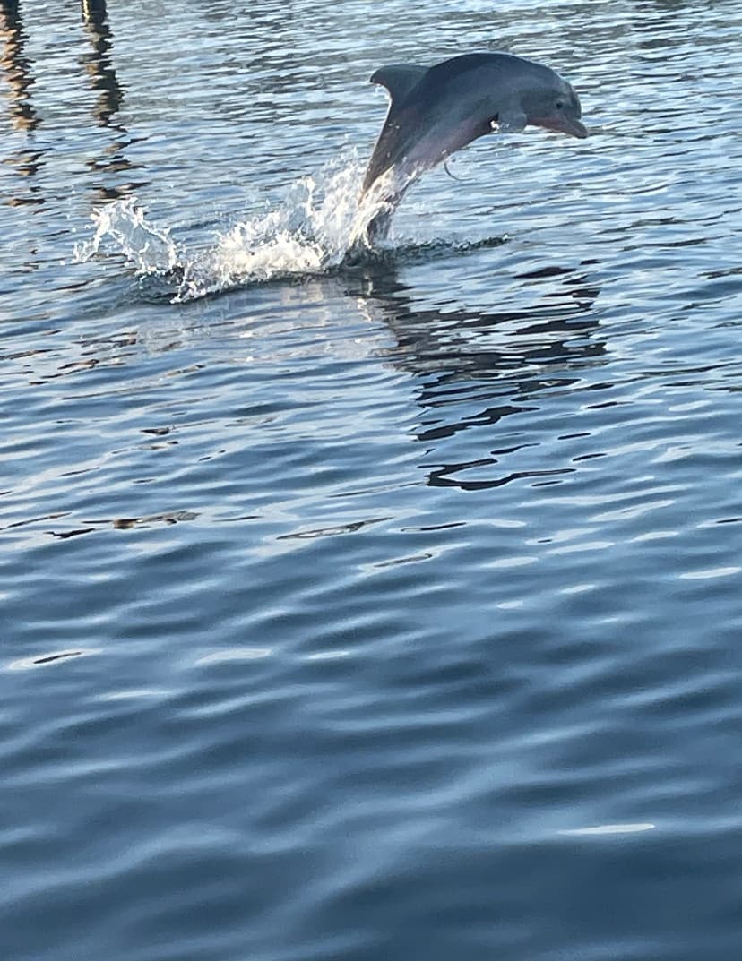 Dolphin Cruise Adventure in Orange Beach, Florida