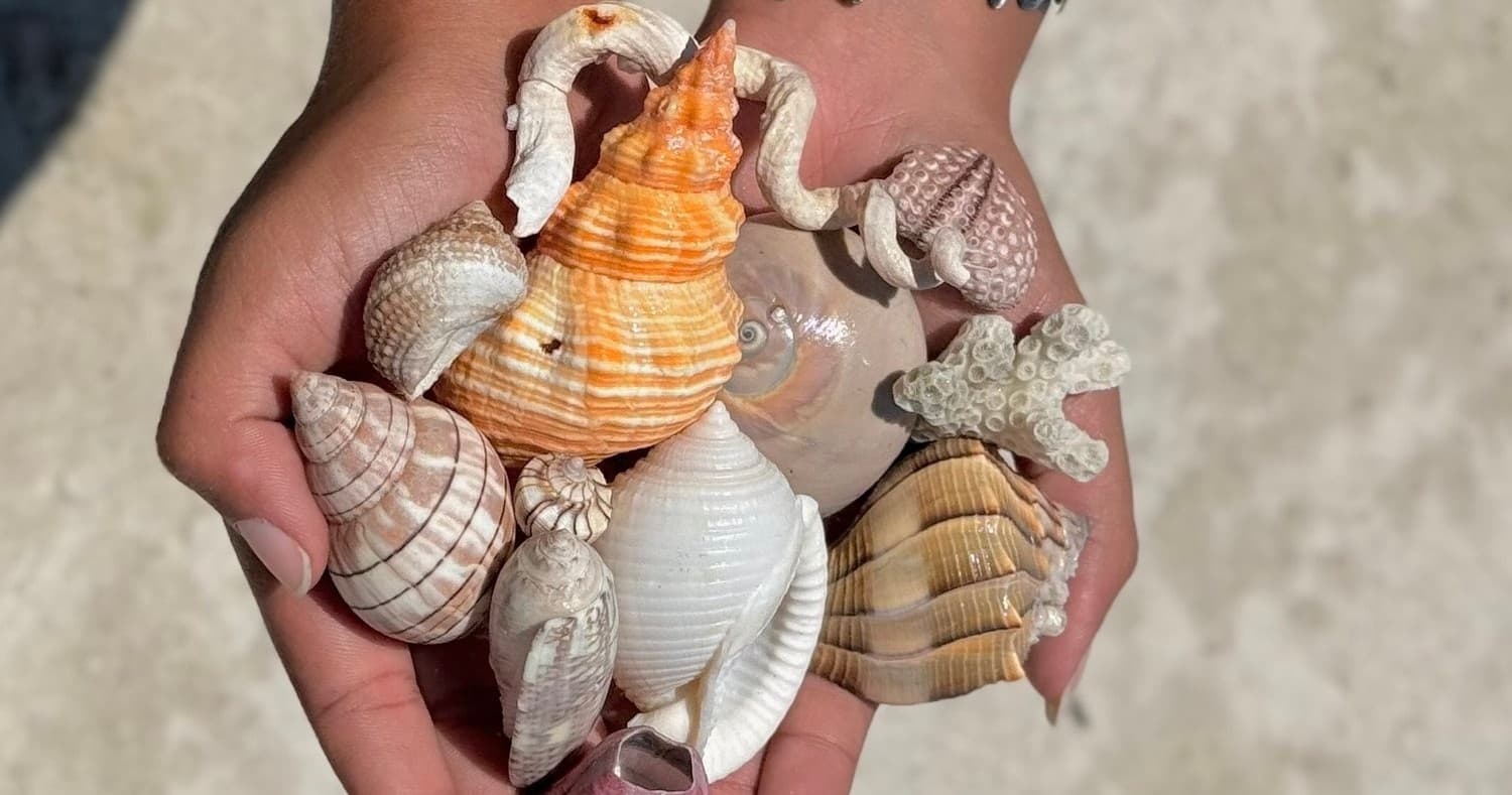Water Activities & Local Tide Tours at Shell Key