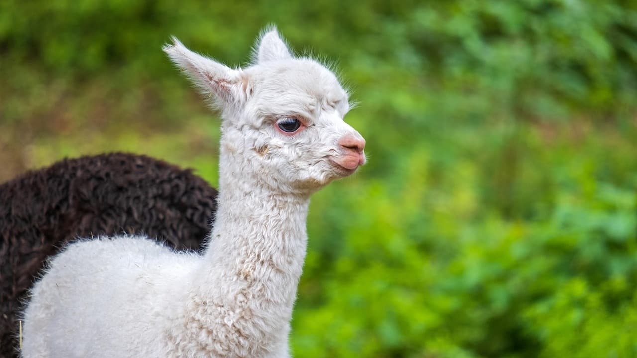Wildlife & Farm Tours with Frampton Organic Farm Ltd