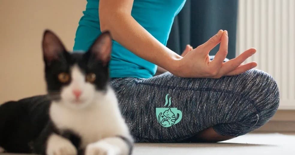 Person practicing yoga with tuxedo cat in indoor studio