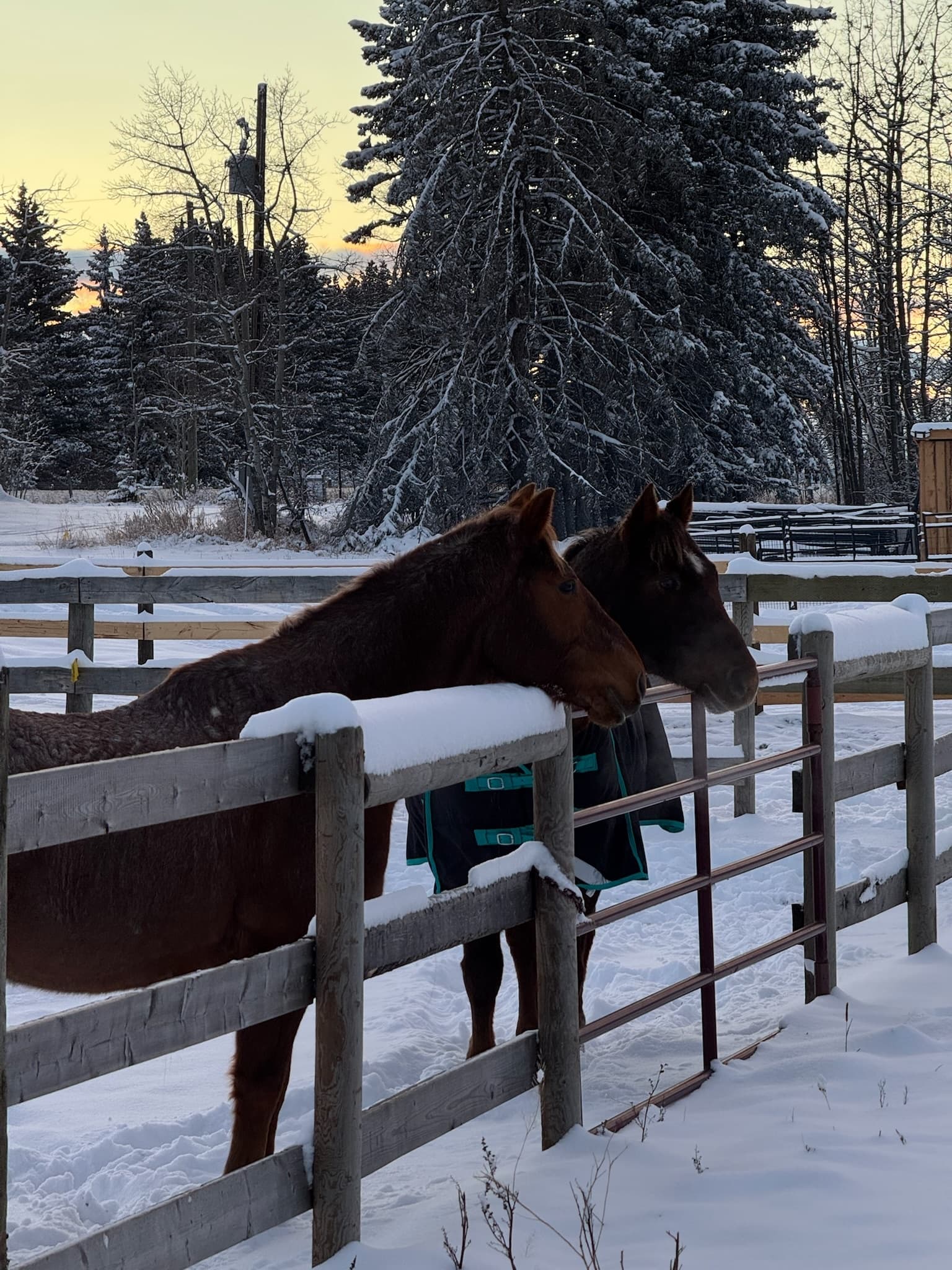 Night Roping at Rockyview: Sharpen Your Skills with the Saddle Up Series photo 1