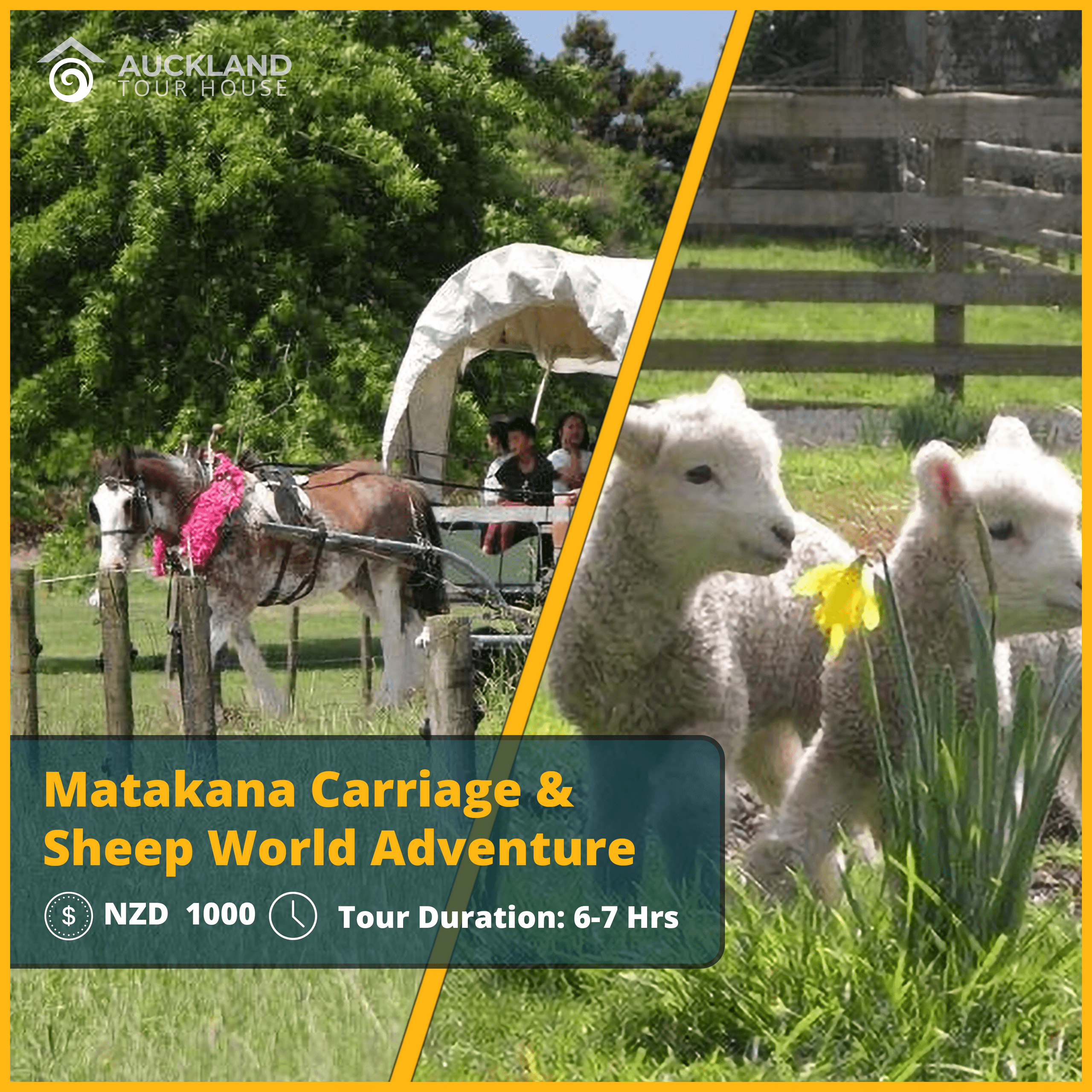 Rural New Zealand Adventure with Matakana Carriage & Sheep World