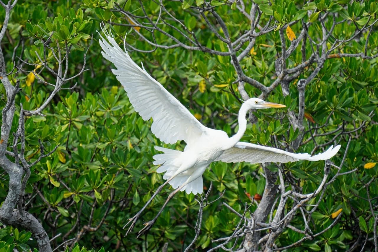 Great egret soaring above mangrove shoreline in daylight