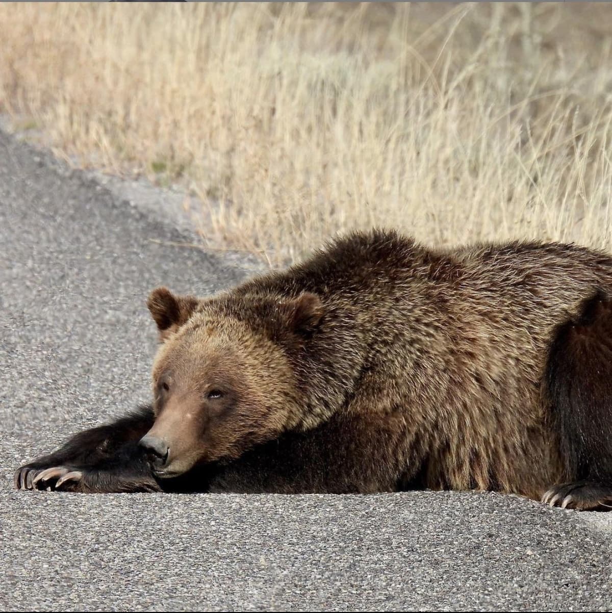 Grand Teton Guided Nature Tours by Teton Wilderness Tours