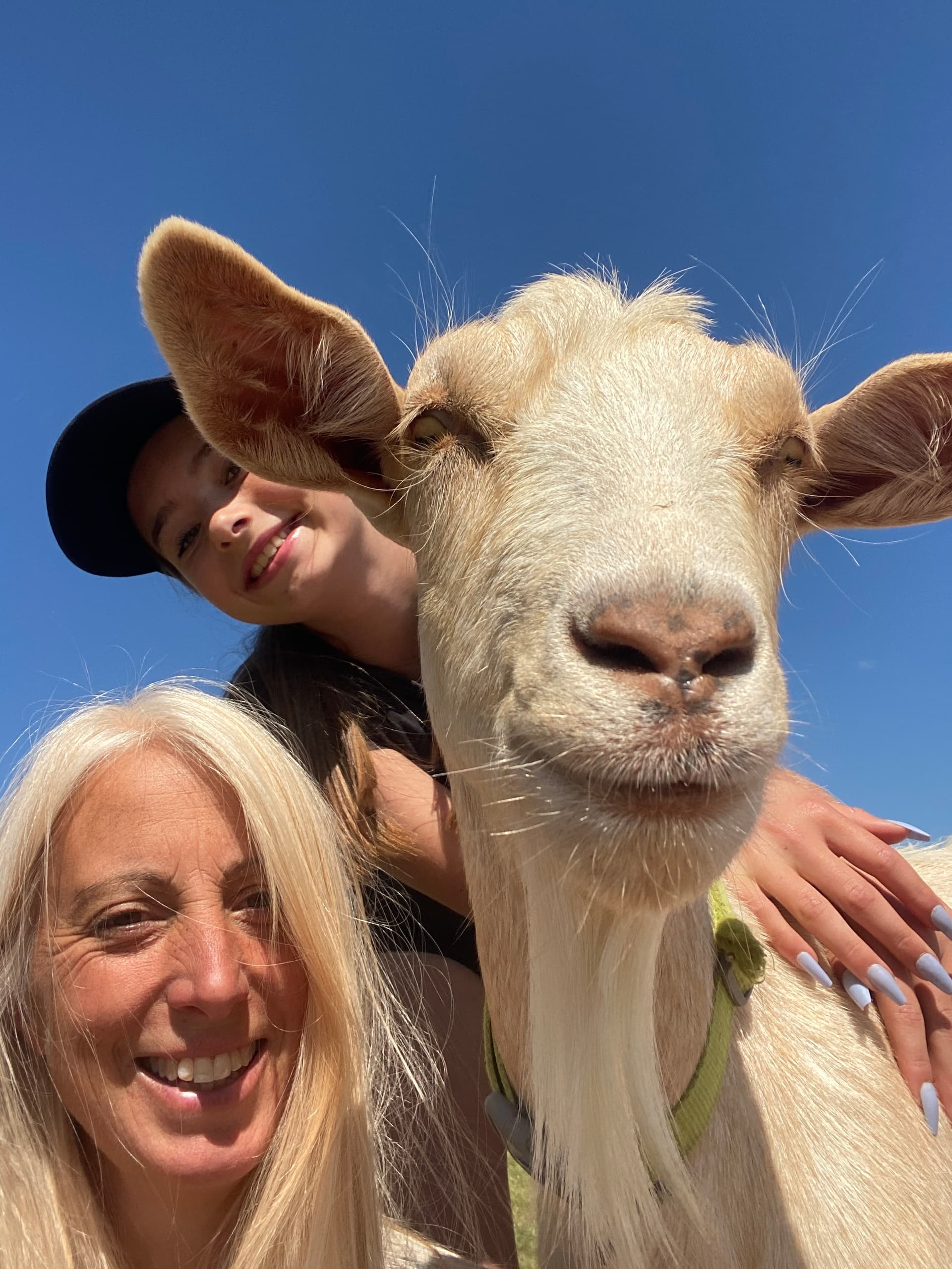 Quiet Time with Goats and Sheep at Wild Woodland Retreat — Elham, Kent photo 4