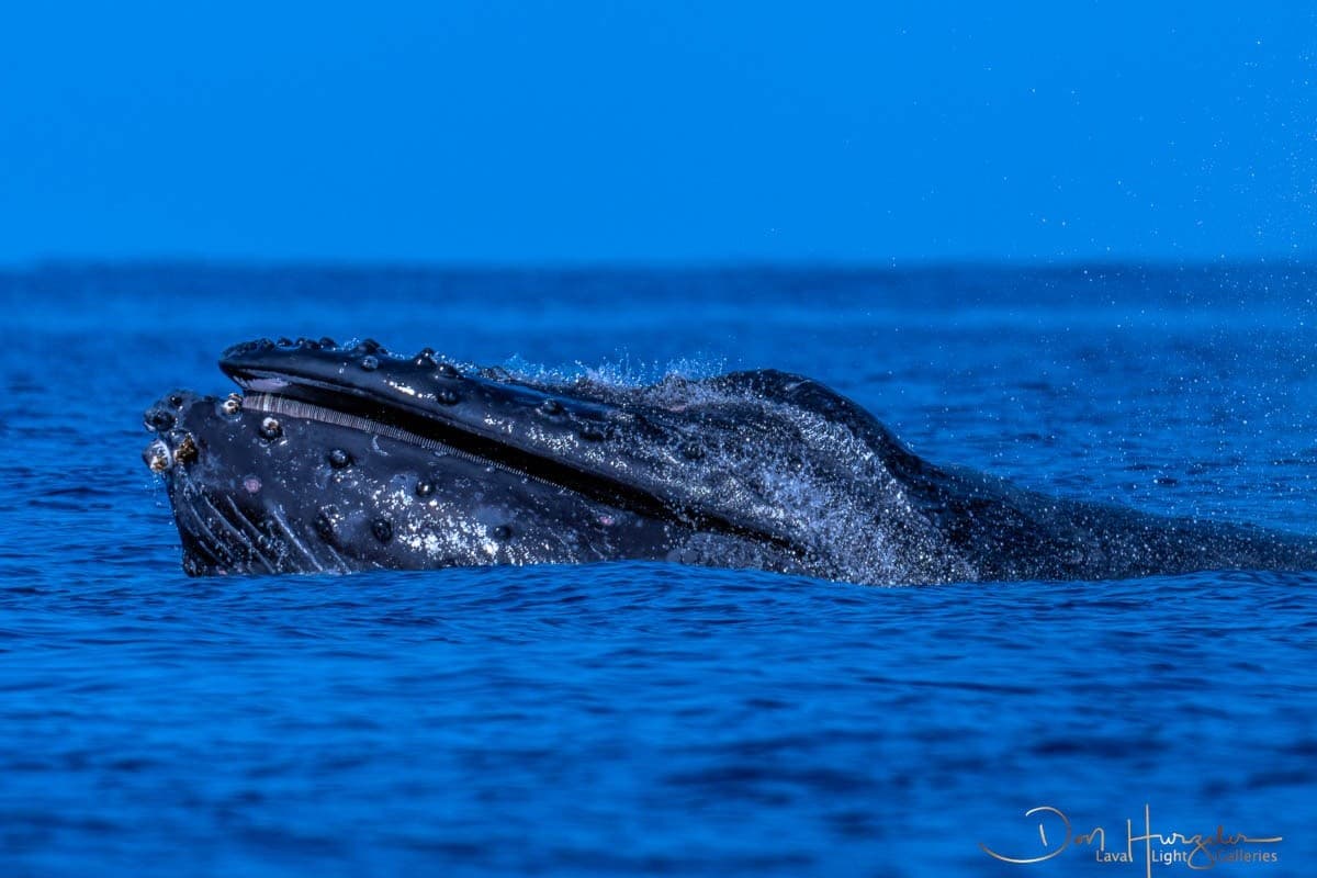 Close Encounters: Small-Group Whale Watching from Kawaihae Harbor photo 2